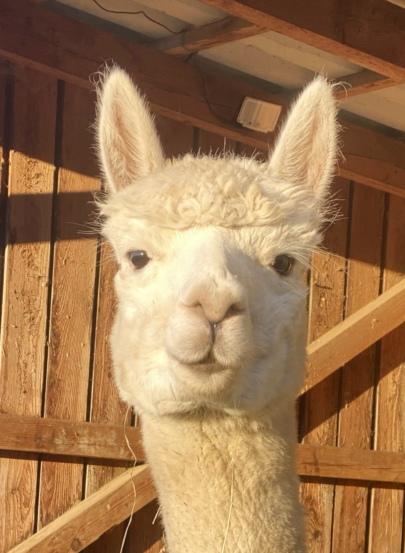 Alpaka Maternus