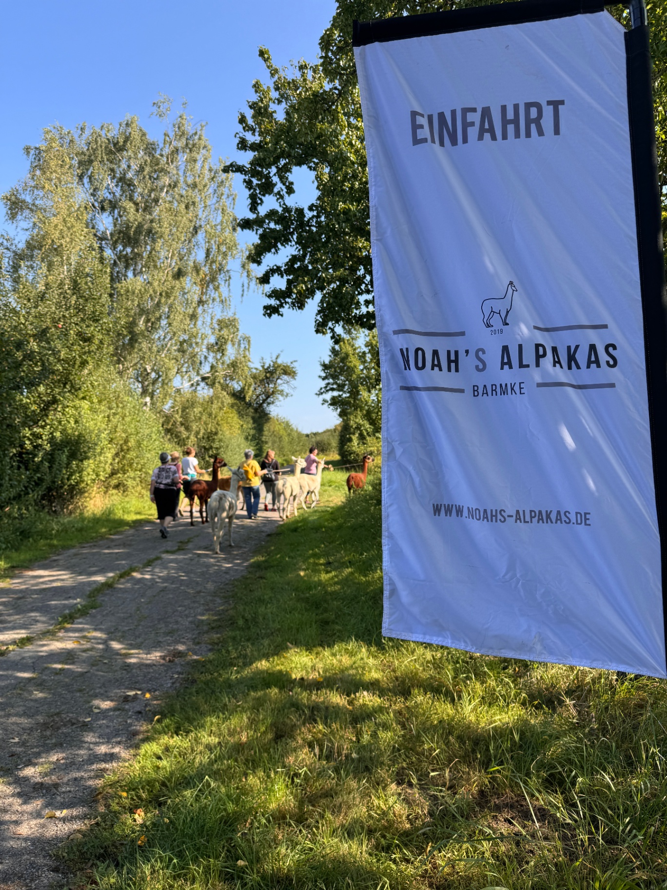 Alpaka-Wanderung (öffentliche Gruppe)